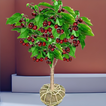 【Results from that year】Cherry saplings