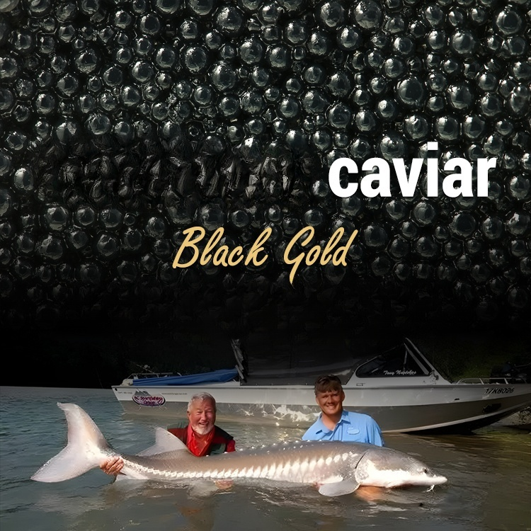 【Deep-sea delicacies, bouncy and bursting with flavor】Beluga caviar