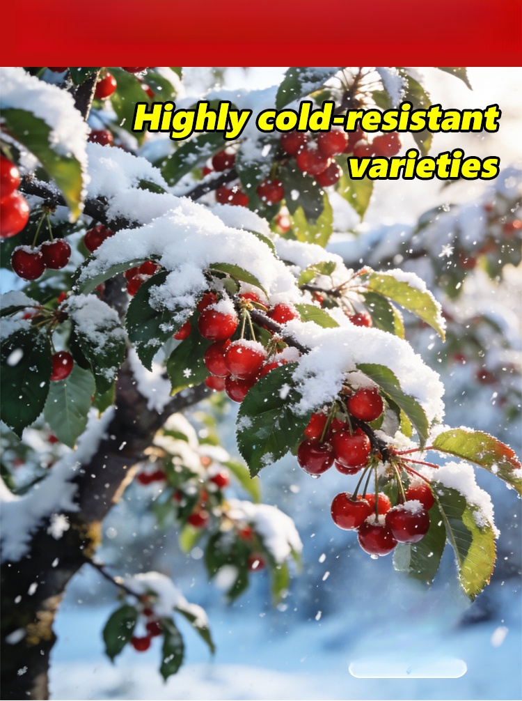 【Results from that year】Cherry saplings