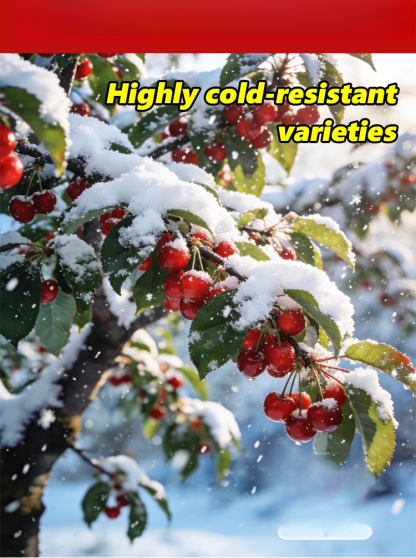 【Results from that year】Cherry saplings