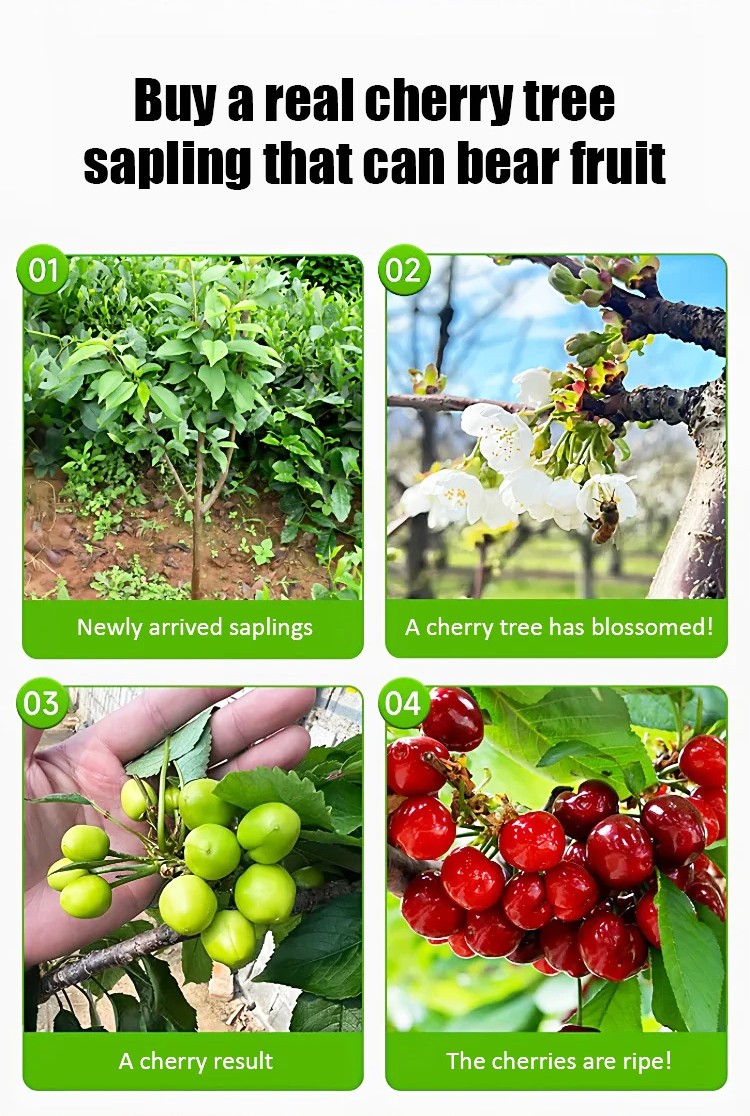 【Results from that year】Cherry saplings