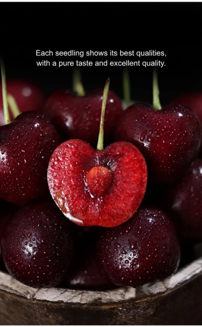 Short-stemmed cherry seedlings