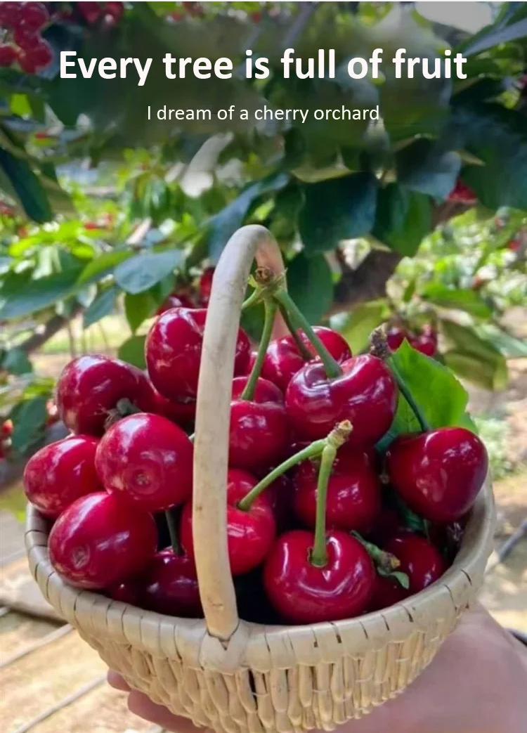 【Results from that year】Cherry saplings