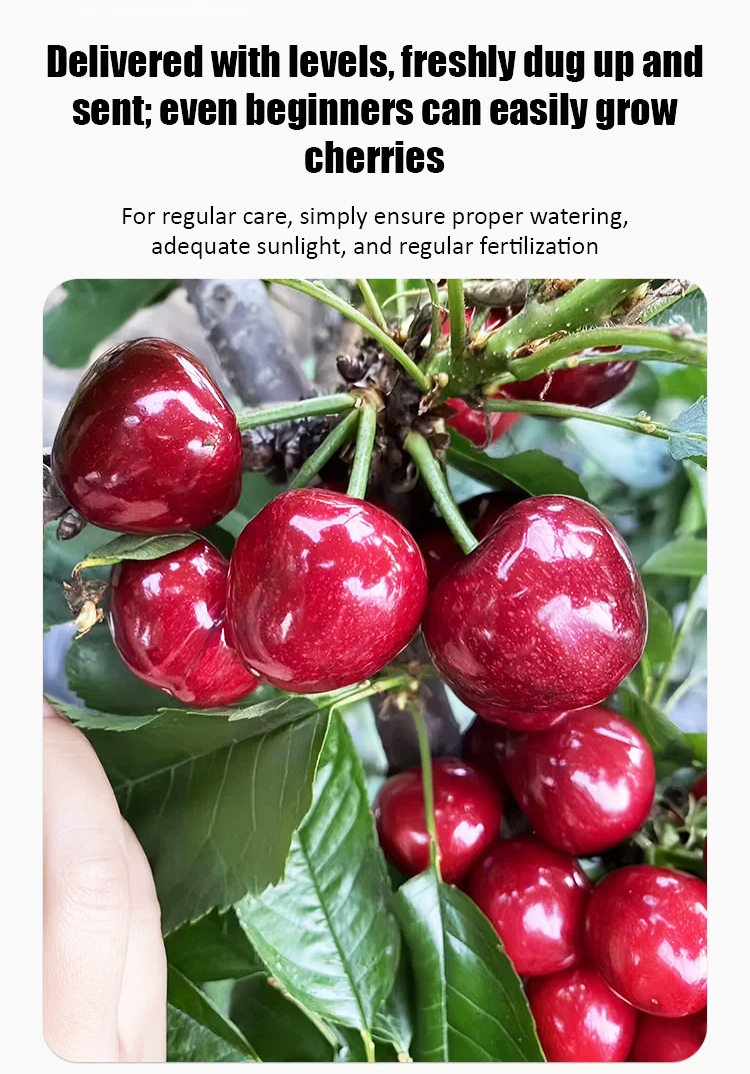 【Results from that year】Cherry saplings