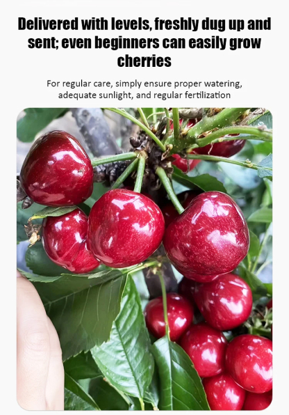 【Results from that year】Cherry saplings