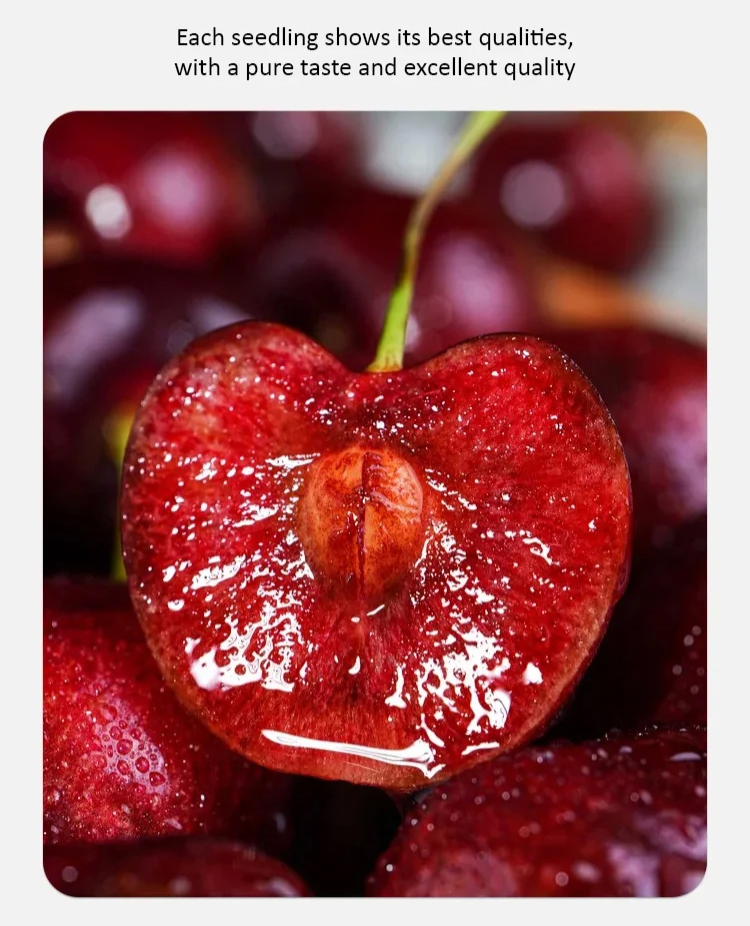 【Results from that year】Cherry saplings