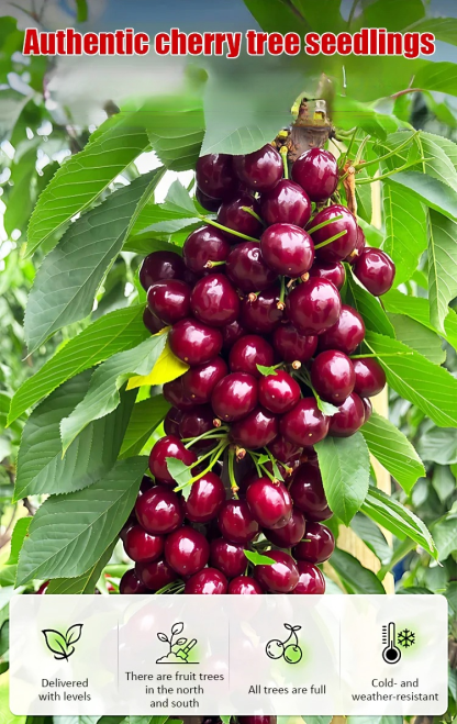 【Results from that year】Cherry saplings