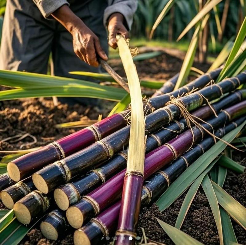 ❤️Sweet Harvest Starter Kit 🍃 Sugarcane Seeds✨Beginner-Friendly