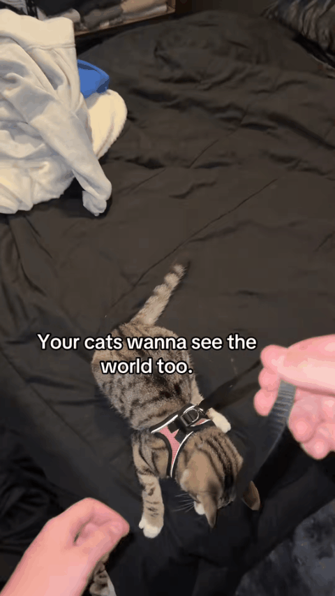 🐾 Sele & Koppel Set för Hund och Katt 