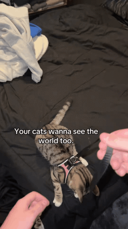 🐾 Sele & Koppel Set för Hund och Katt 