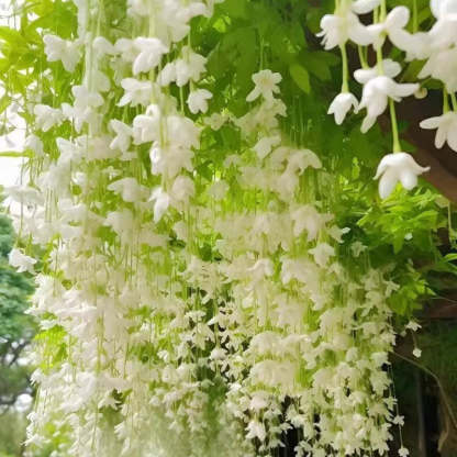 🌿Graines de Mandevilla faciles à cultiver🌿