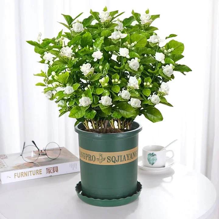 🌸🌸Beautiful Jasmine Potted Plant (Can be planted in winter)🌸