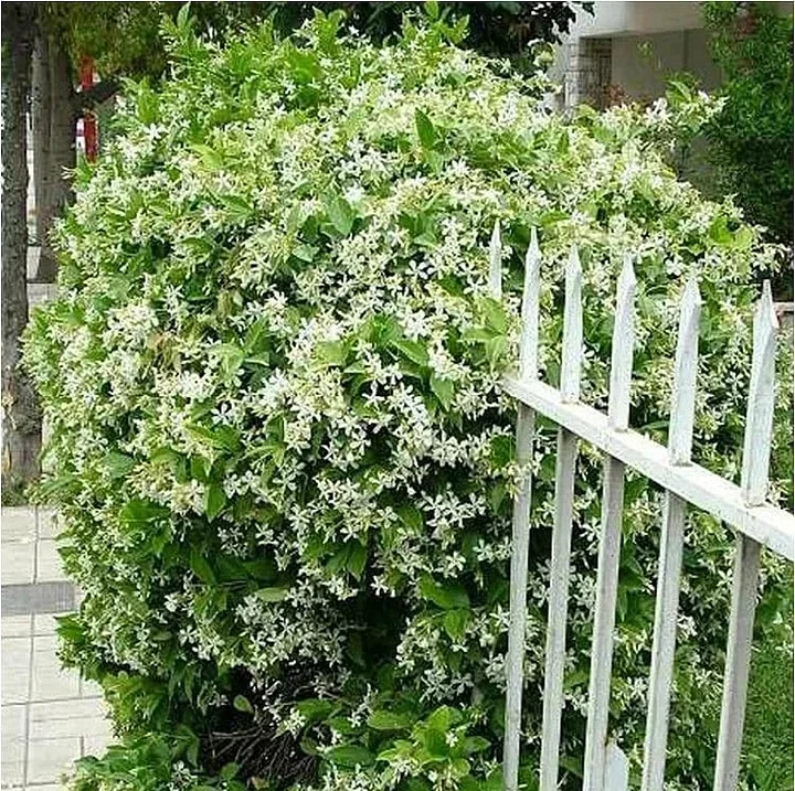 🌸🌸Beautiful Jasmine Potted Plant (Can be planted in winter)🌸