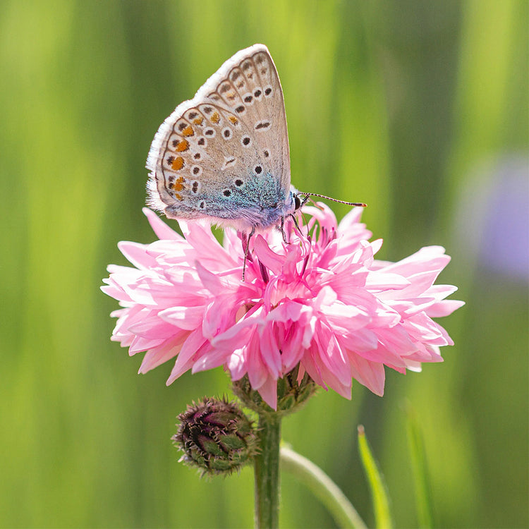 Cornflower Seeds Mixed