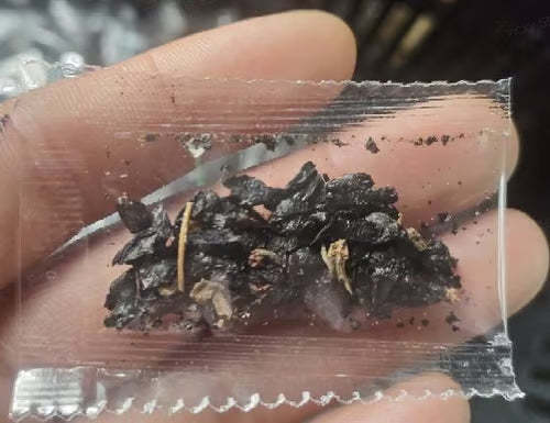 🔥Premium Rare Hosta Seeds🌿Shade-Tolerant Plant