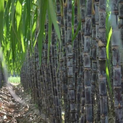 ❤️Sweet Harvest Starter Kit 🍃 Sugarcane Seeds✨Beginner-Friendly