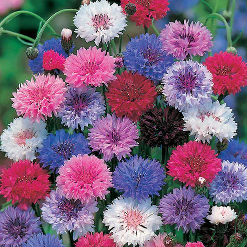 Cornflower Seeds Mixed