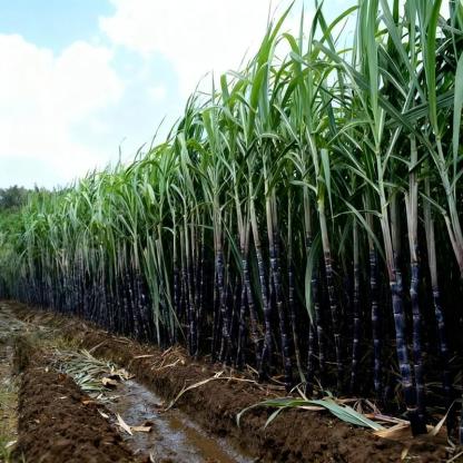 ❤️Sweet Harvest Starter Kit 🍃 Sugarcane Seeds✨Beginner-Friendly