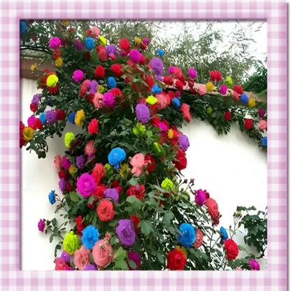 🌸 Semillas Rosa Trepadora 🌸