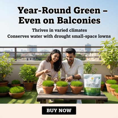 Four Seasons Evergreen Dwarf Grass Seeds