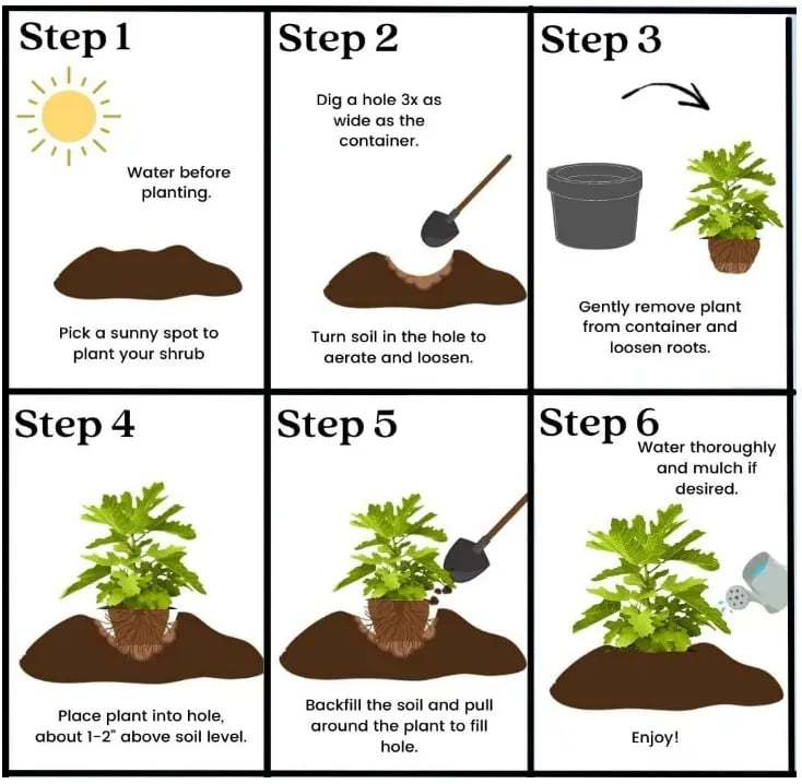 Mission Fig Seeds (Ficus carica) — Hardy, Easy-to-Grow Perennial Fruit Tree