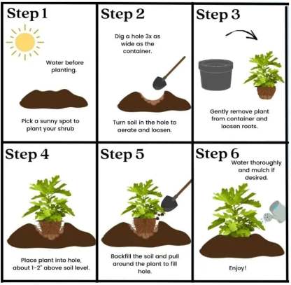 Mission Fig Seeds (Ficus carica) — Hardy, Easy-to-Grow Perennial Fruit Tree