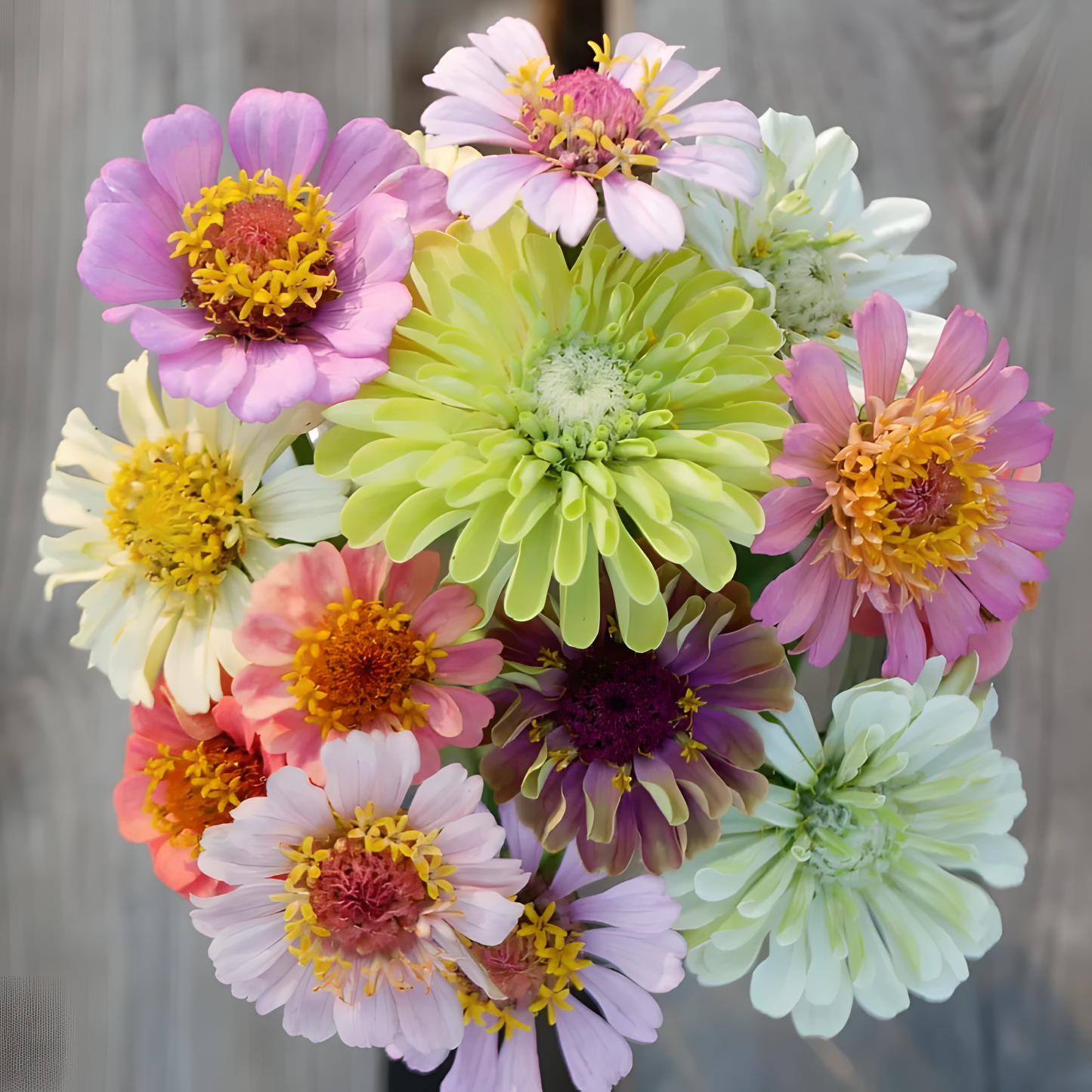 🌺Double Zinnia Mixed Color Seeds