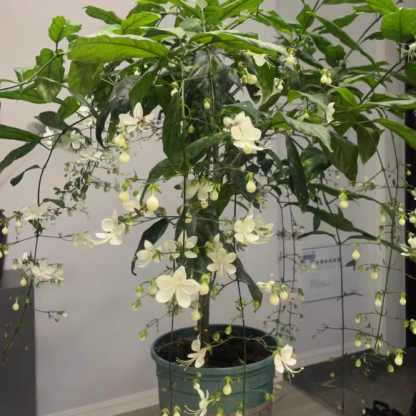 🌸 Last Day 49% OFF – Winter-Friendly Hanging Jasmine—Dreamy Indoor Flower🌿❄️