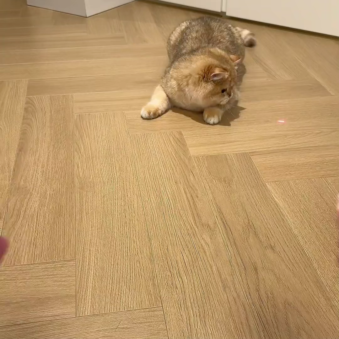 Hands-Free Self-Play Cat Toy: The Non-Stop Tumbler