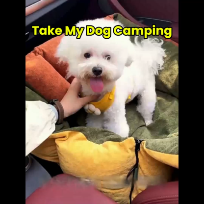 2-in-1 Carrier & Car Bed