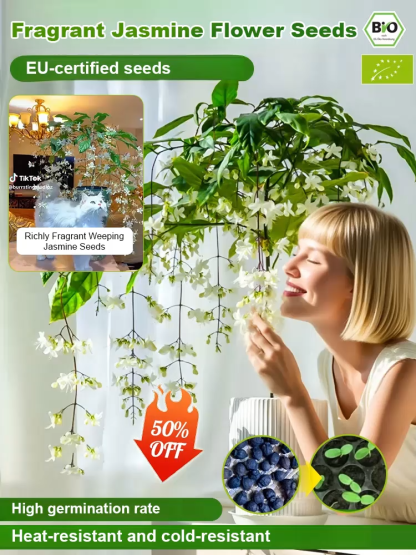 【30-Day Sprout Guarantee】Cascading White Jasmine | Low Maintenance Bloom with Luxury Scent and Air Purifying Powers | Get 4 Live Plants for Just $46 + FREE US Shipping! 🌿✨