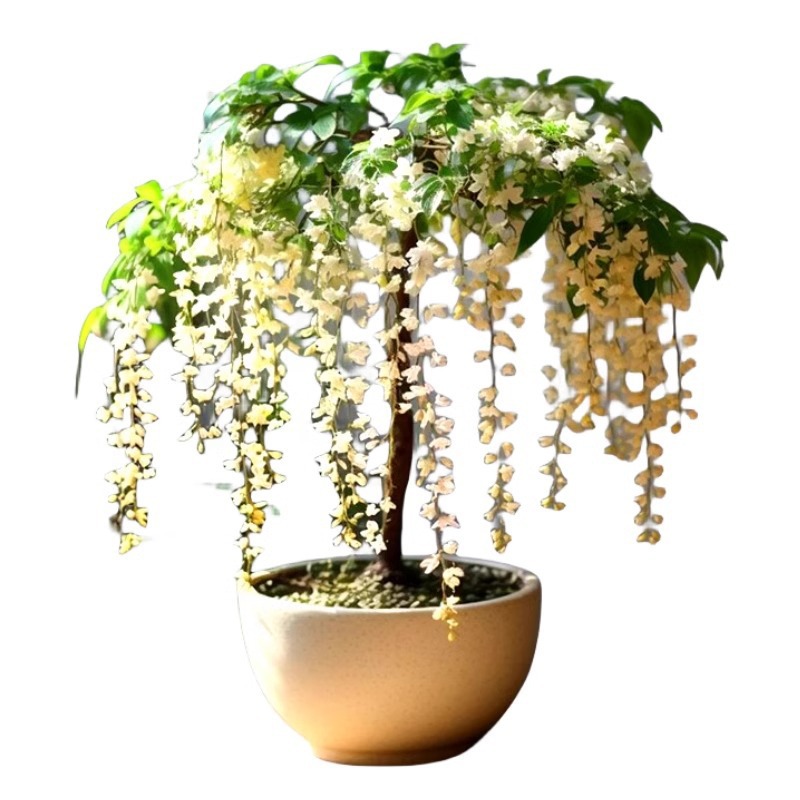 【30-Day Sprout Guarantee】Cascading White Jasmine | Low Maintenance Bloom with Luxury Scent and Air Purifying Powers | Get 4 Live Plants for Just $46 + FREE US Shipping! 🌿✨