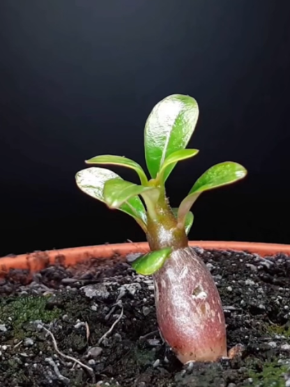 [Water and live for 100 years] Desert Rose Seeds, Thrives even if ignored for 3 months.🌿☀️ Up to 200 days of vibrant flowers annually. 🌵🌸Absorbs indoor toxins and releases pure oxygen.