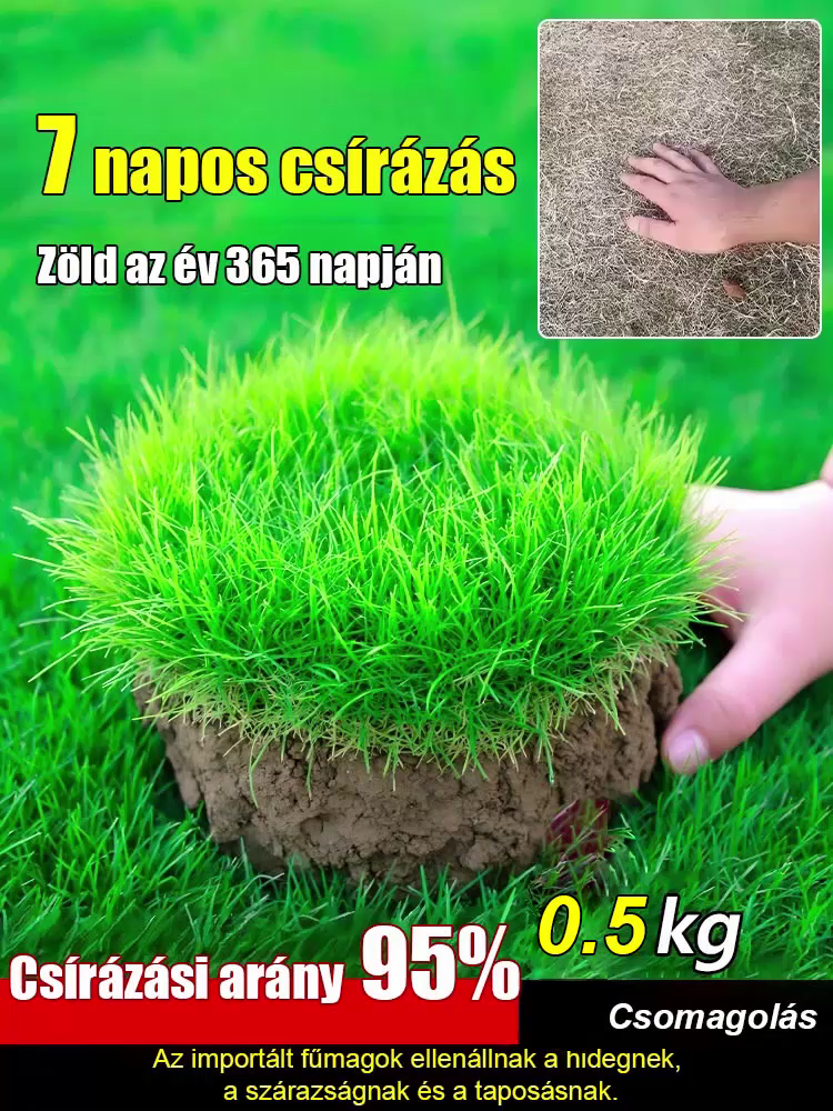 【Prémium Amerikai Golf Fűmag】Magyar Kertészeti Egyesület Ajánlásával ✨ 7 Napos Csírázás & Nyírásmentes (Max 3cm) ✅ 30 Napos Pénzvisszafizetés & Féláras Akció