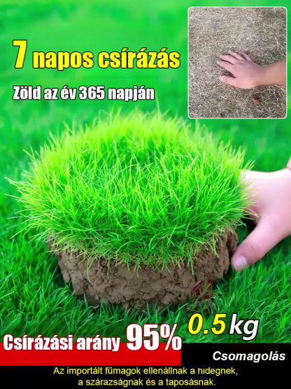 【Prémium Amerikai Golf Fűmag】Magyar Kertészeti Egyesület Ajánlásával ✨ 7 Napos Csírázás & Nyírásmentes (Max 3cm) ✅ 30 Napos Pénzvisszafizetés & Féláras Akció