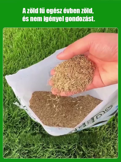 【Prémium Amerikai Golf Fűmag】Magyar Kertészeti Egyesület Ajánlásával ✨ 7 Napos Csírázás & Nyírásmentes (Max 3cm) ✅ 30 Napos Pénzvisszafizetés & Féláras Akció
