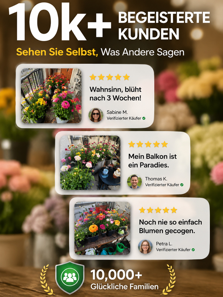 🌸Holländische Pracht-Ranunkel | Pflegeleichtes Blütenmeer ohne Dünger | Uni-Geprüfte Zucht | anfängerfreundlich | Wächst 100% ohne Vorkenntnisse✅ | krankheits- und schädlingsfrei🌿