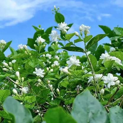 🔥Last day clearance🌷Climbing Silver Jasmine Seeds🌸 For Natural Fragrance Haven