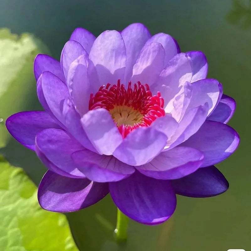 🌸[7 days germination]💐The Sacred Bonsai Bowl Lotus Flower