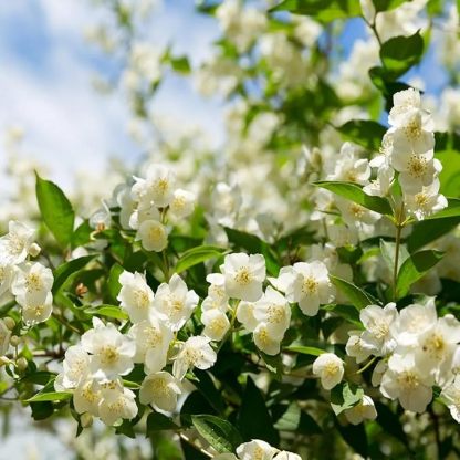 🔥Last day clearance🌷Climbing Silver Jasmine Seeds🌸 For Natural Fragrance Haven