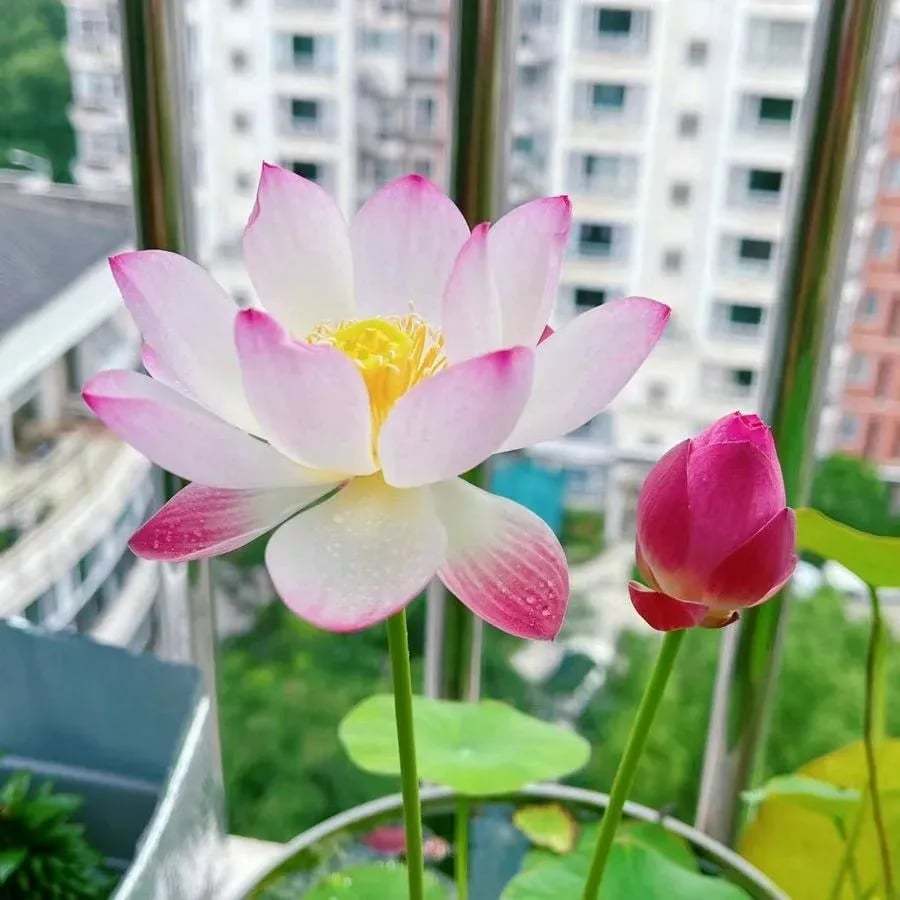 🌸[7 days germination]💐The Sacred Bonsai Bowl Lotus Flower