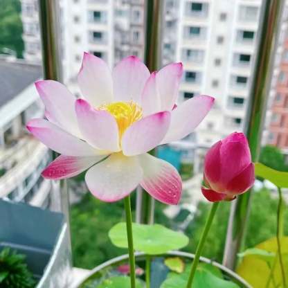🌸[7 days germination]💐The Sacred Bonsai Bowl Lotus Flower