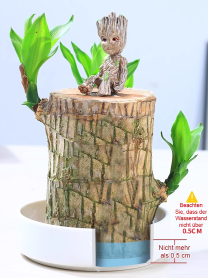 【Braucht nur Wasser】Brasilianischer Glücksbaum – Blüht zu jeder Jahreszeit