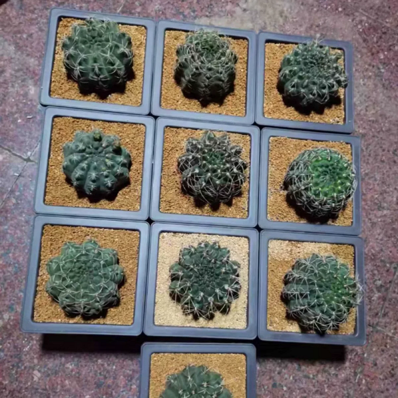 Flower pots and trays