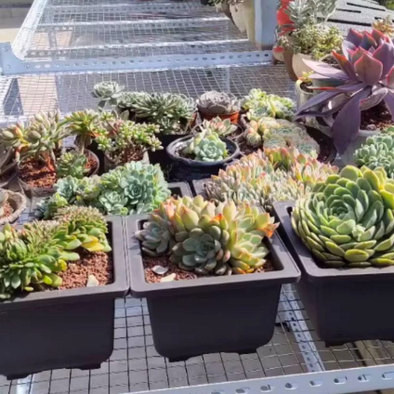 Flower pots and trays