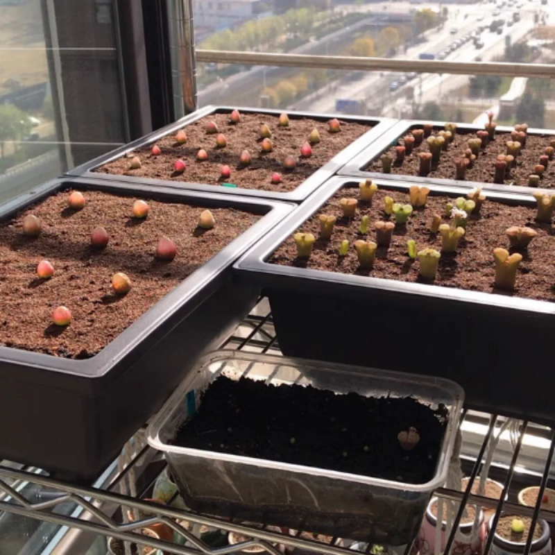 Flower pots and trays