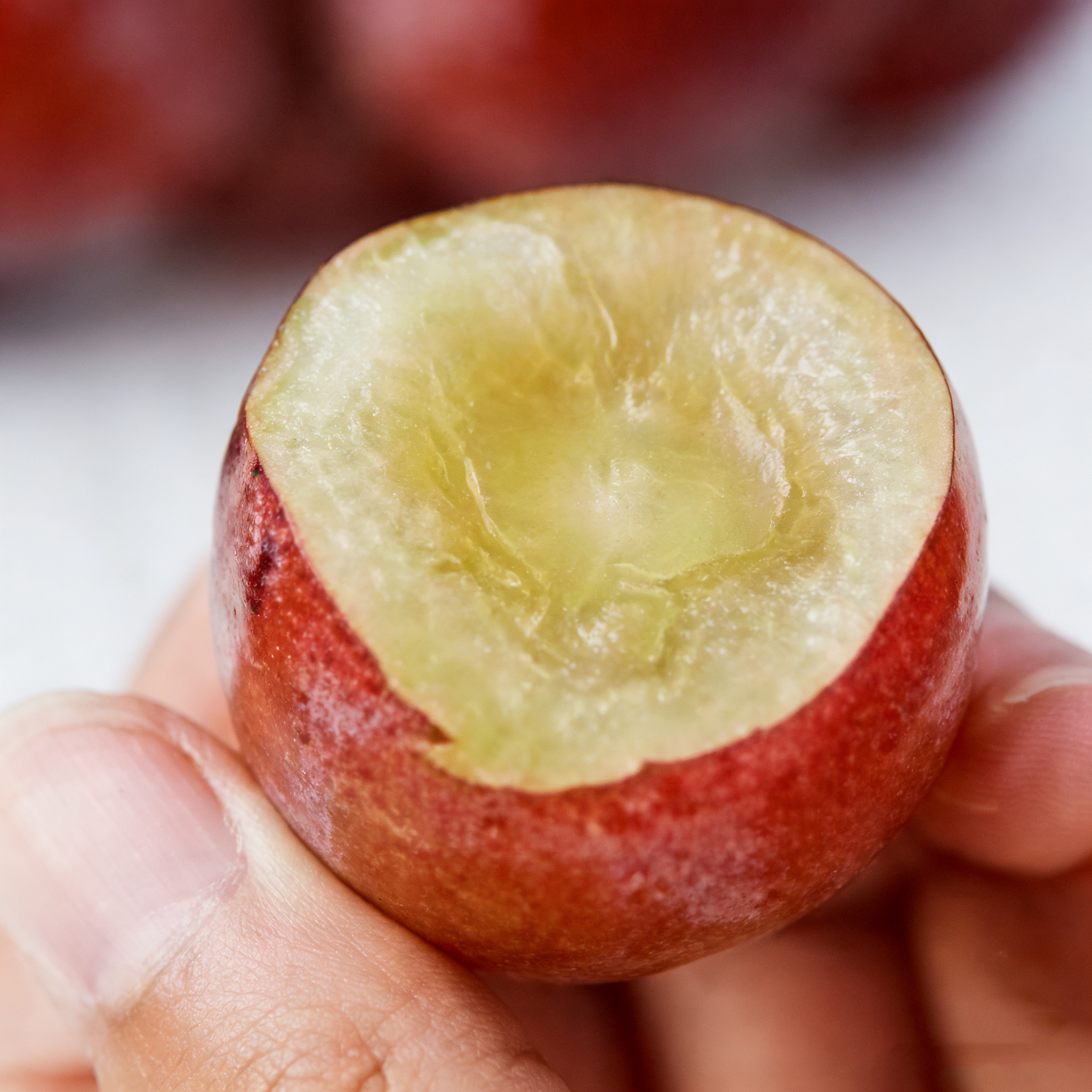 【Lze vysazovat ve všech ročních obdobích】