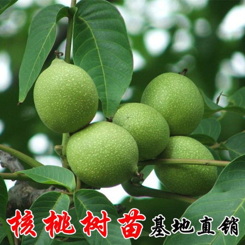 Americké importované sazenice pekanových ořechů