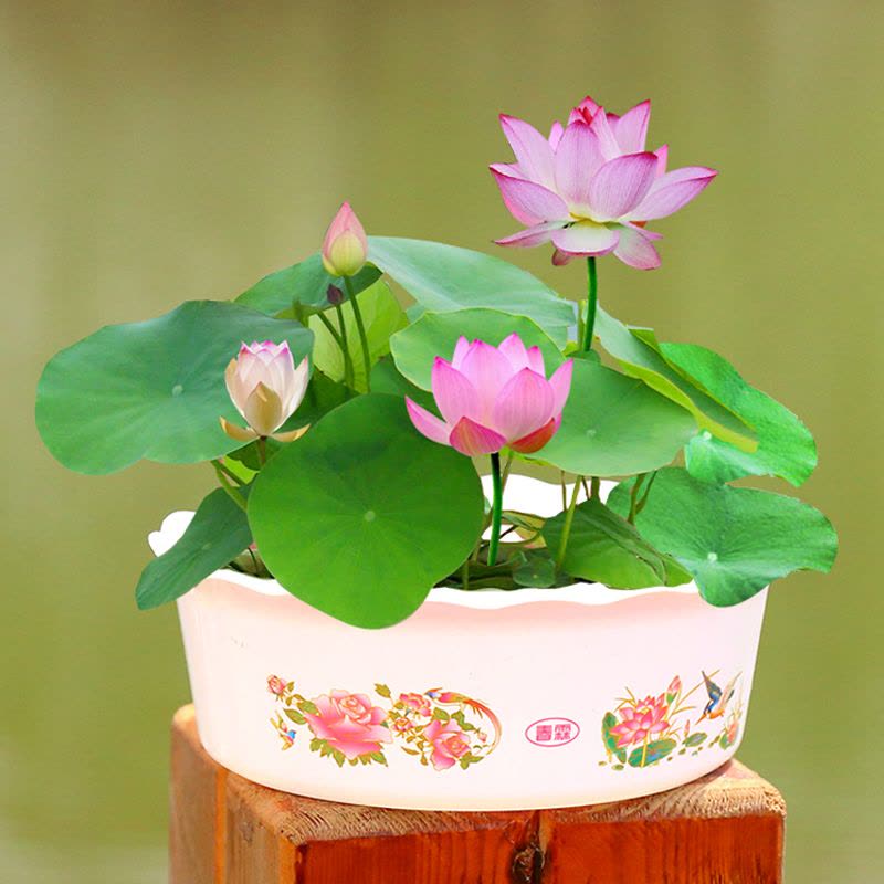 JS-tál lótusz speciális tápoldat