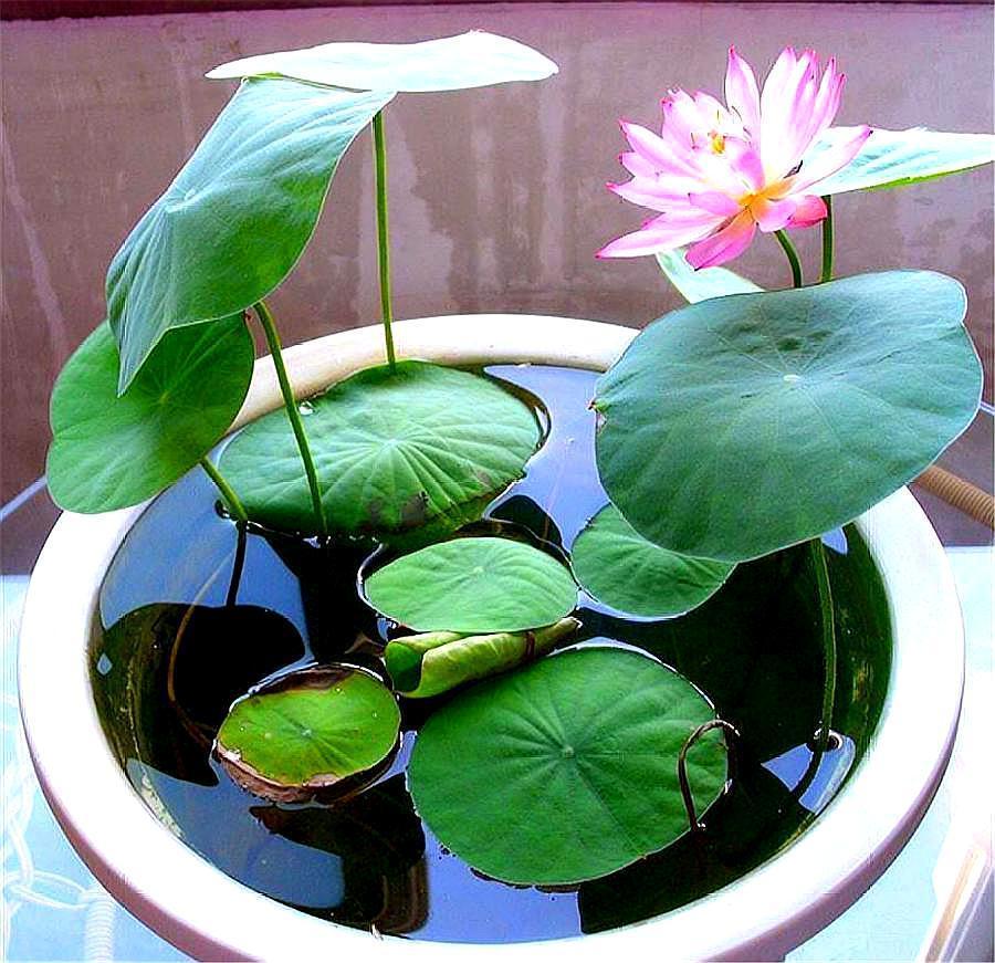 JS-tál lótusz speciális tápoldat